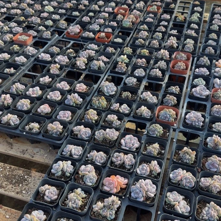 推荐款15颗星影特价