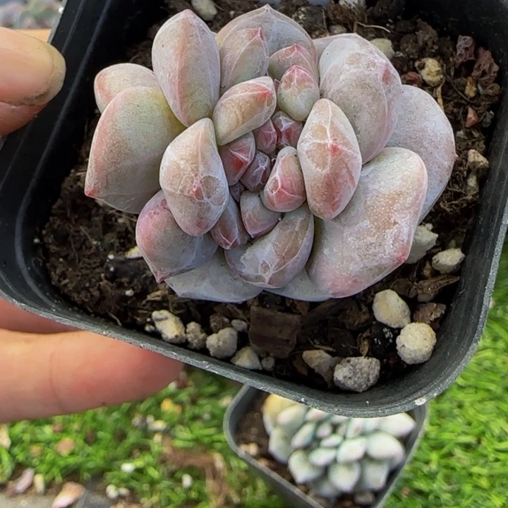 142 一物一拍星影多肉