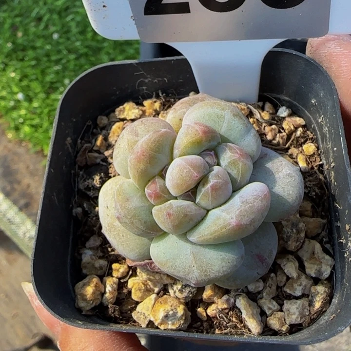 28.8 一物一拍星影多肉