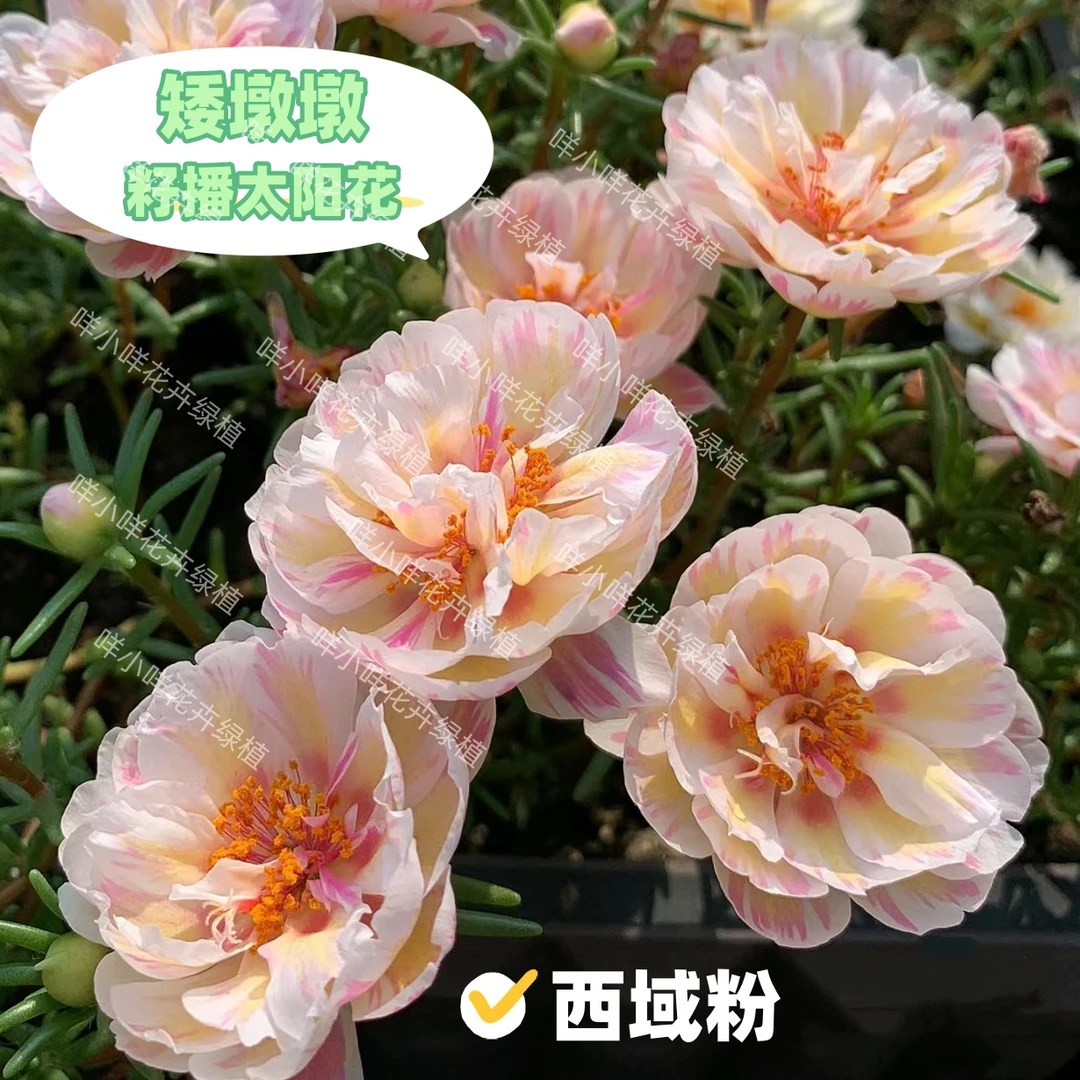 矮墩墩【西域粉】网红籽播重瓣品种矮墩墩太阳花特殊花色枝条夏耐旱