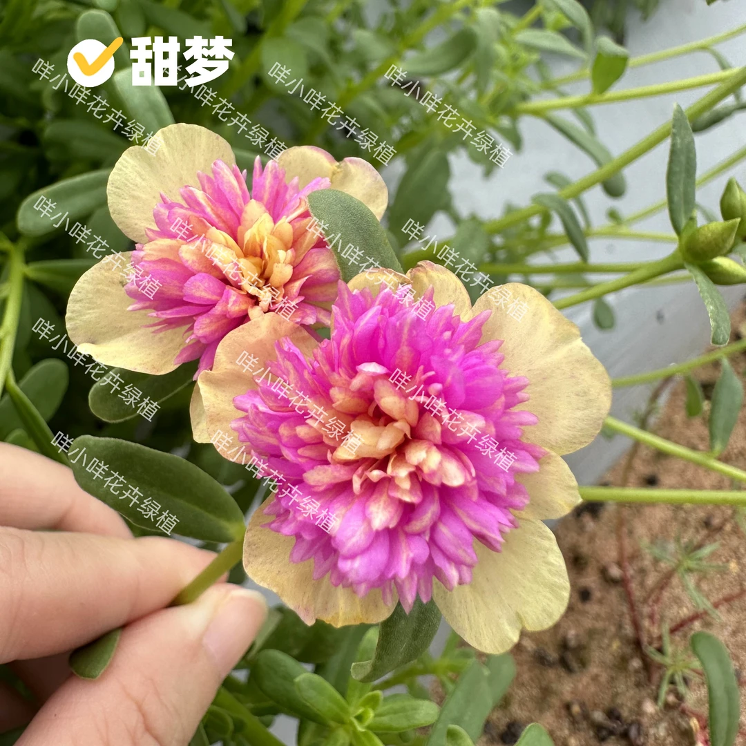 【甜梦】重楼新品种马齿苋阔叶太阳花半枝莲死不了宿根标注颜色发货