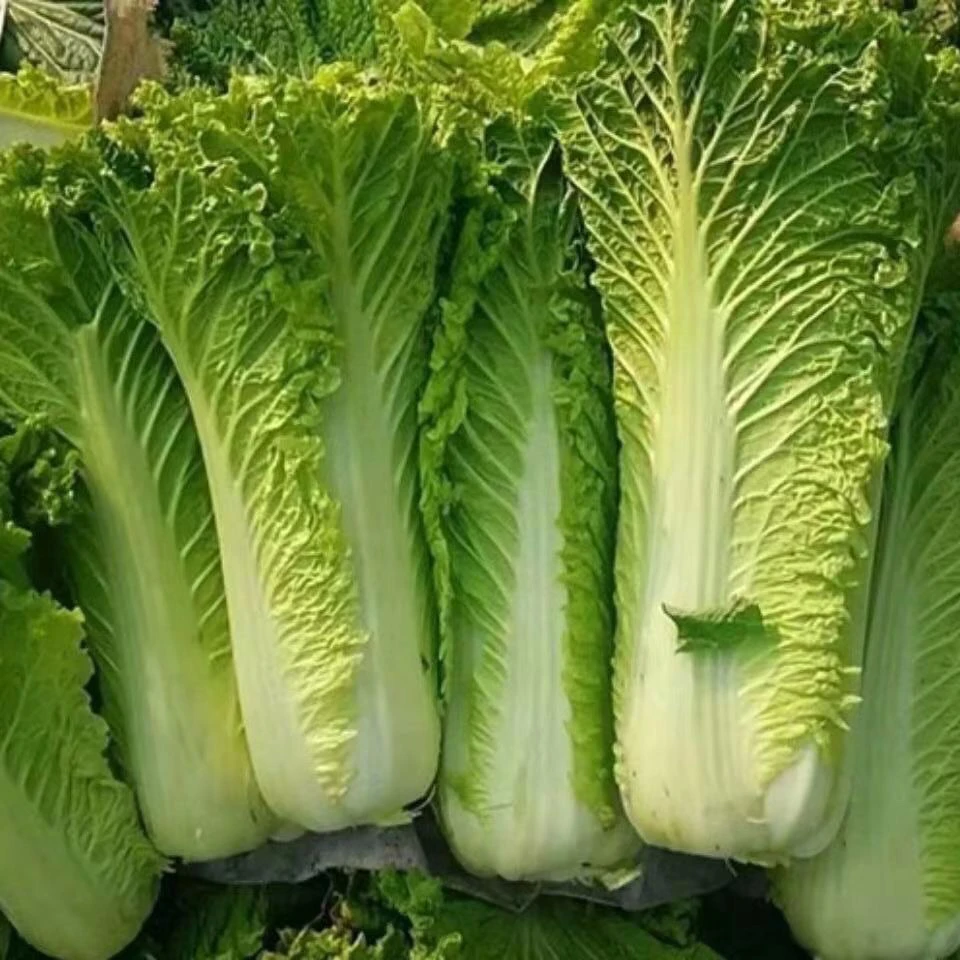 广西露天种植大白菜长白菜脆甜可口新鲜应季时令蔬菜整箱包邮