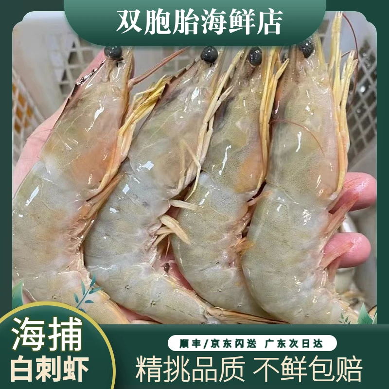【双胞胎海鲜】约14-16头天然海捕海明虾 白刺虾新鲜白丁虾海虾