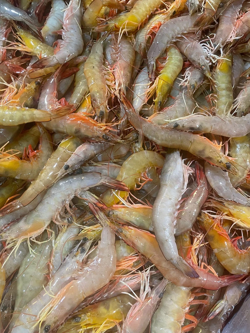 活冻白刺虾 野生海捕明虾 新鲜白丁虾海虾