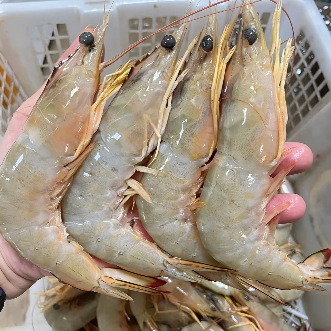 【6-7头/斤】冰鲜野生青背虾白刺虾海明虾 速冻锁鲜发货