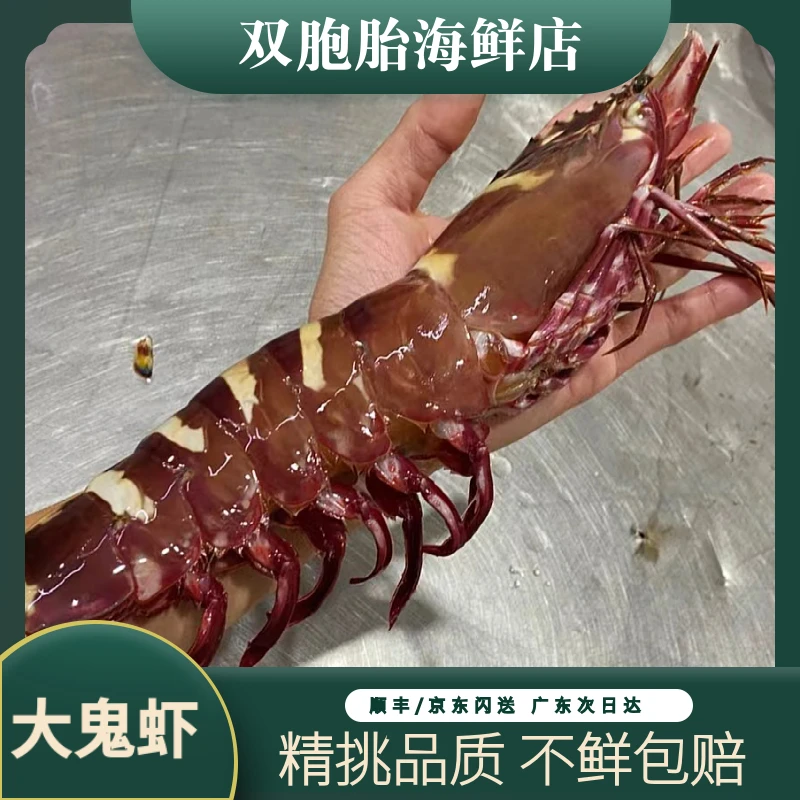 活冻海捕野生大鬼虾 九节虾新鲜大海虾