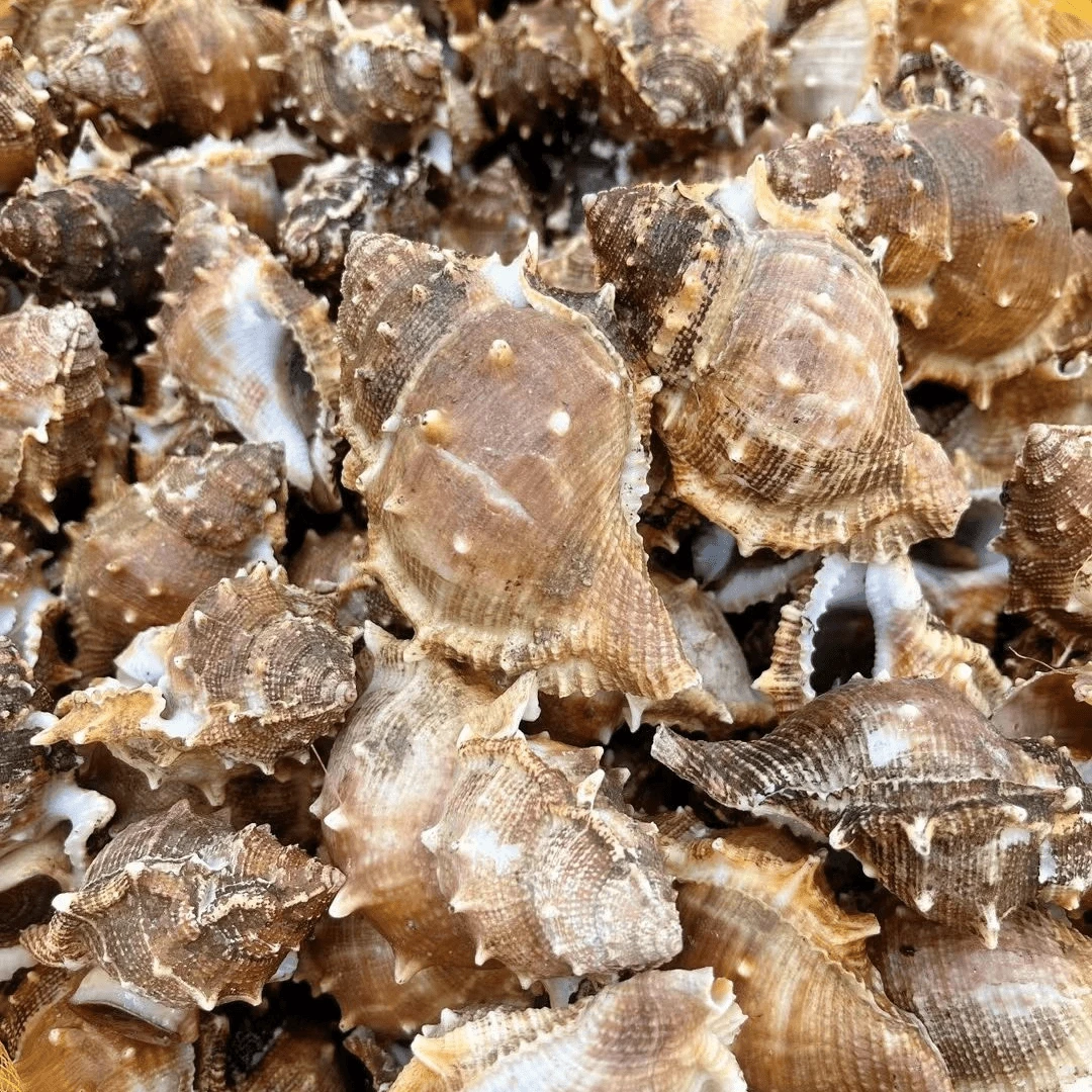 汕尾本港野生刺螺 新鲜海螺