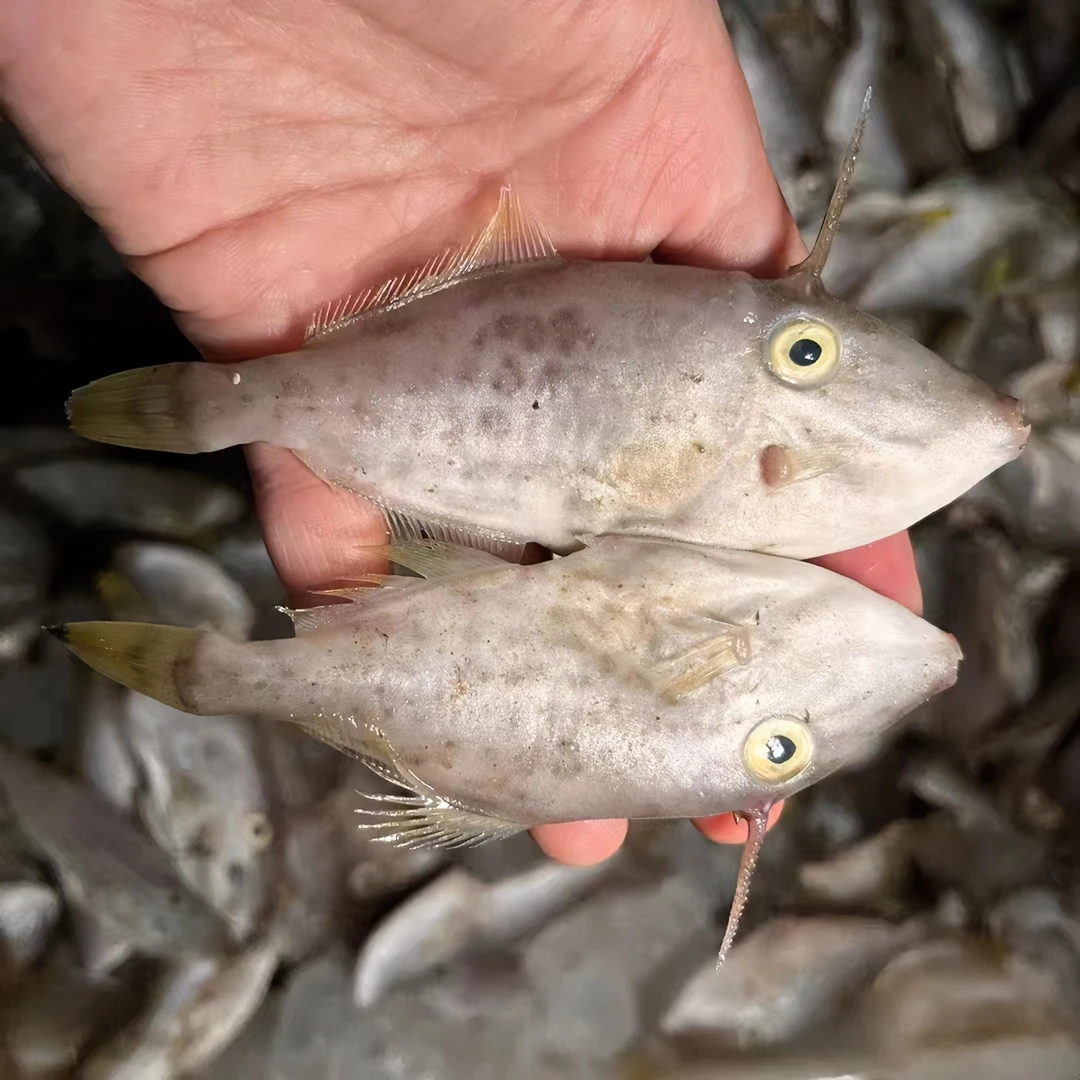 海捕野生剥皮鱼 耗儿鱼迪仔鱼椒盐油炸煮汤海鱼