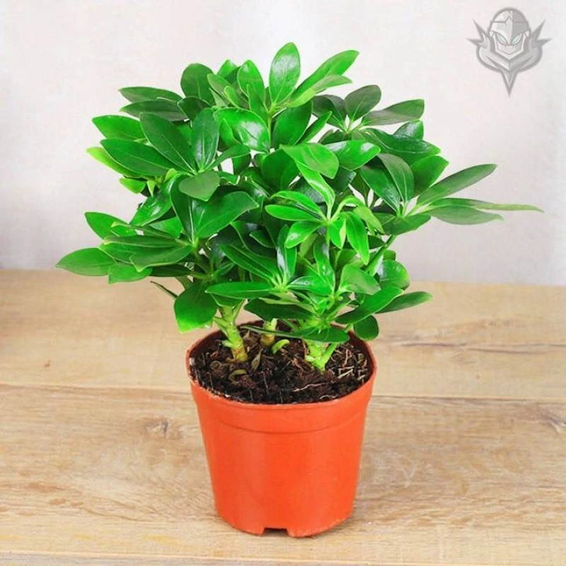鸭脚木四季常青八方来财室内阳台桌面绿植盆栽花卉招财树苗发财树