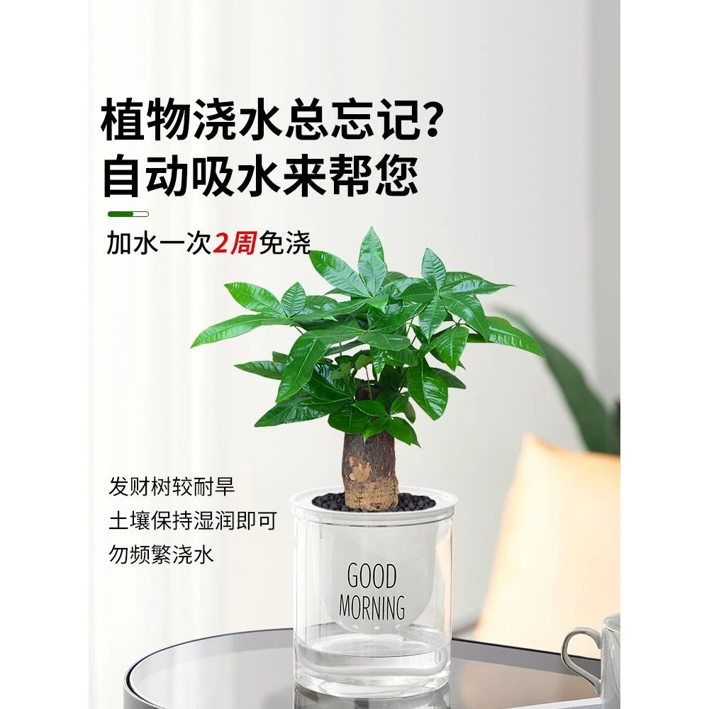 发财树盆栽植物室内办公室好养绿植水培小盆栽客厅大盆景四季常青