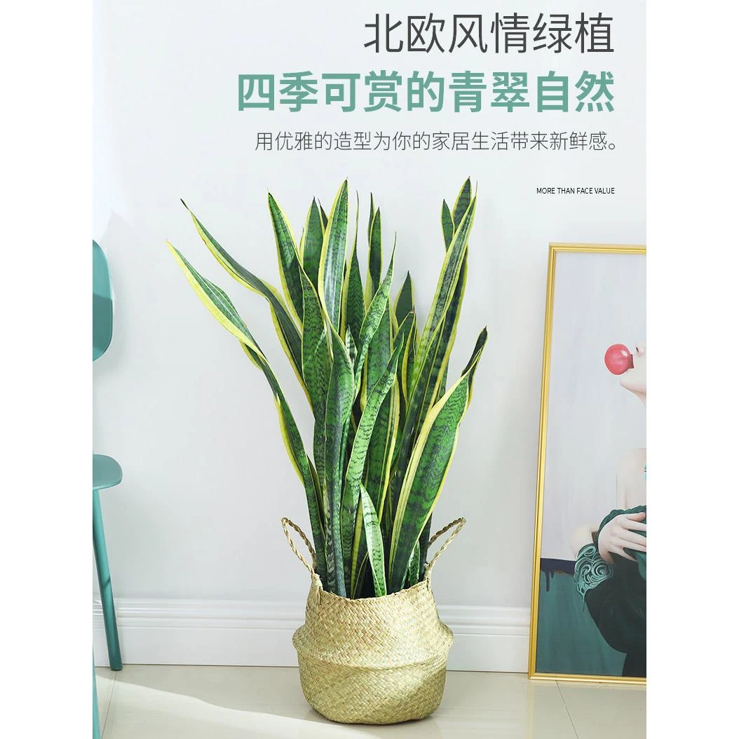 金边虎皮兰植物室内客厅吸甲醛盆栽大型绿植净化空气水培矮虎尾兰