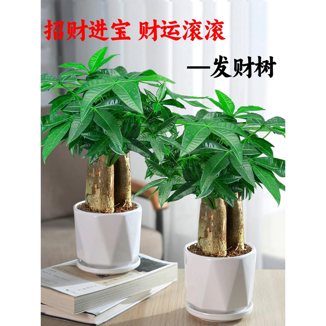 发财树盆栽花卉植物办公室内客厅绿植小盆景四季常青易活水培好养