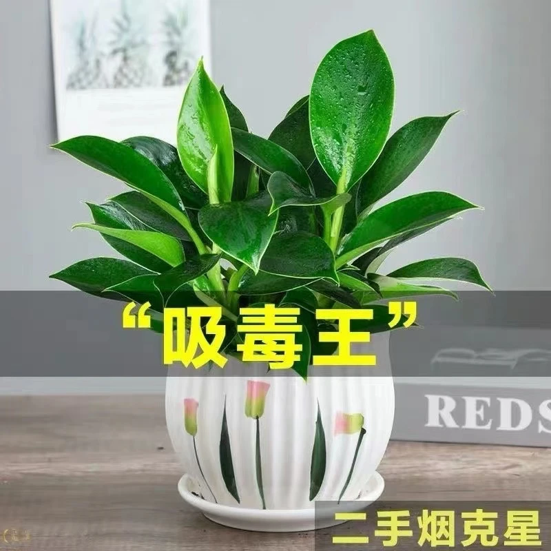 金钻盆栽植物绿萝箩水培绿植吸除甲醛办室内多肉四季常青好养花卉
