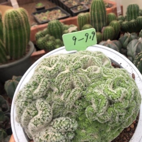 剛好一開始我也在