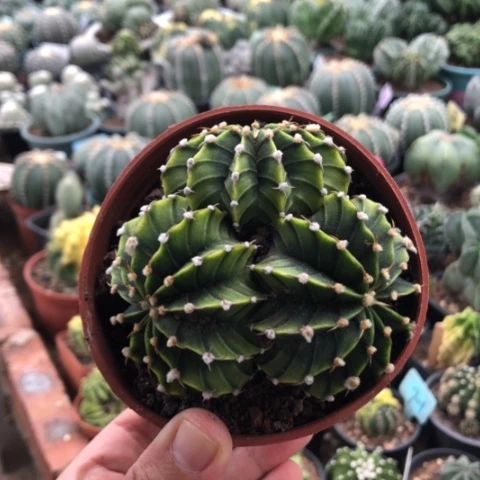 石生石生石生石生