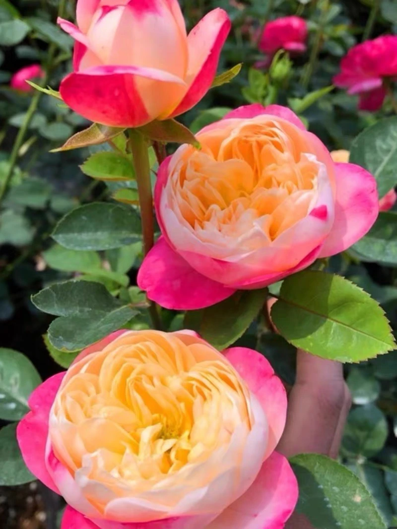 合室月季花苗大花浓香勤花开花复色渐变玫瑰盆栽花卉绿植四季栽植