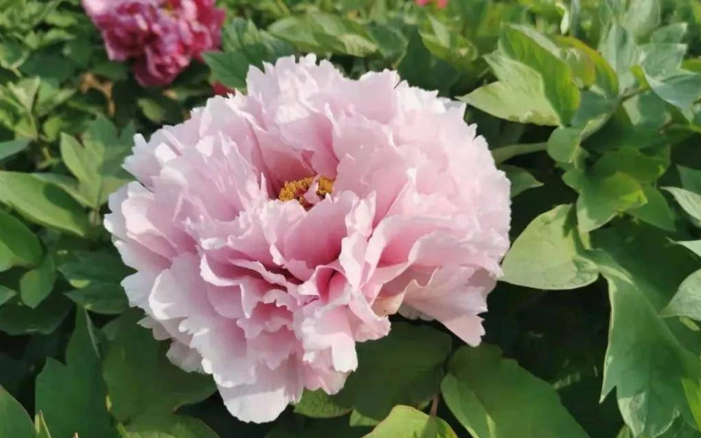 【精品粉牡丹花】多分叉 带花苞发货 开花神器 浓郁栽培新手推荐