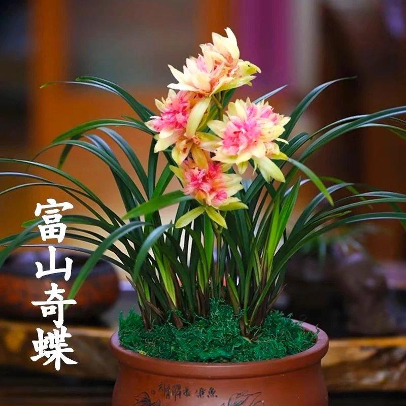 直播浓香型兰花花型建兰富山奇蝶开花好养室内实拍中叶花卉盆栽