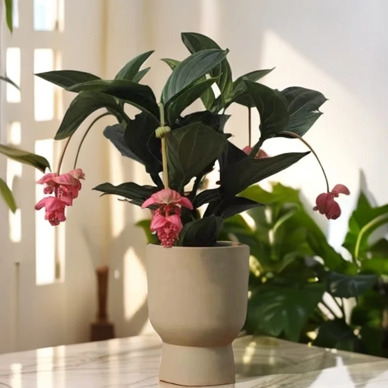 宝莲灯花小苗室内植物春季秋季客厅植物年宵花