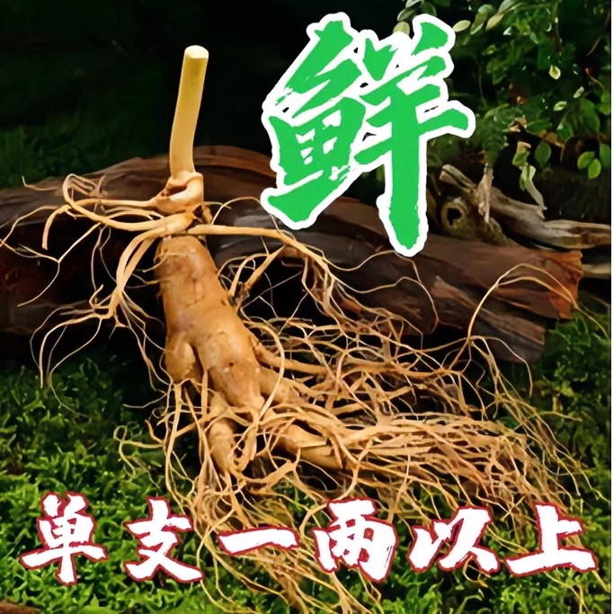 长白山新鲜人参,单支一两以上新鲜人参, 泡酒 煲汤 送礼 营养滋补