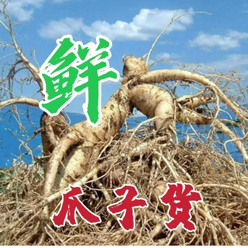 长白山新鲜人参,微残爪参,净重1斤(500克)高年头园参 产地直发