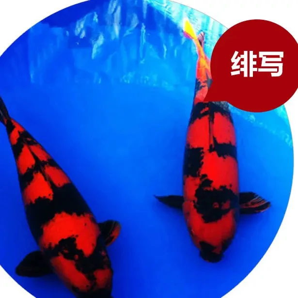 菲写锦鲤17到20公分包邮