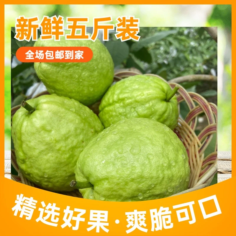 广东现摘白心芭乐番石榴 新鲜热带当季5斤装一整箱包邮爽脆芭乐果