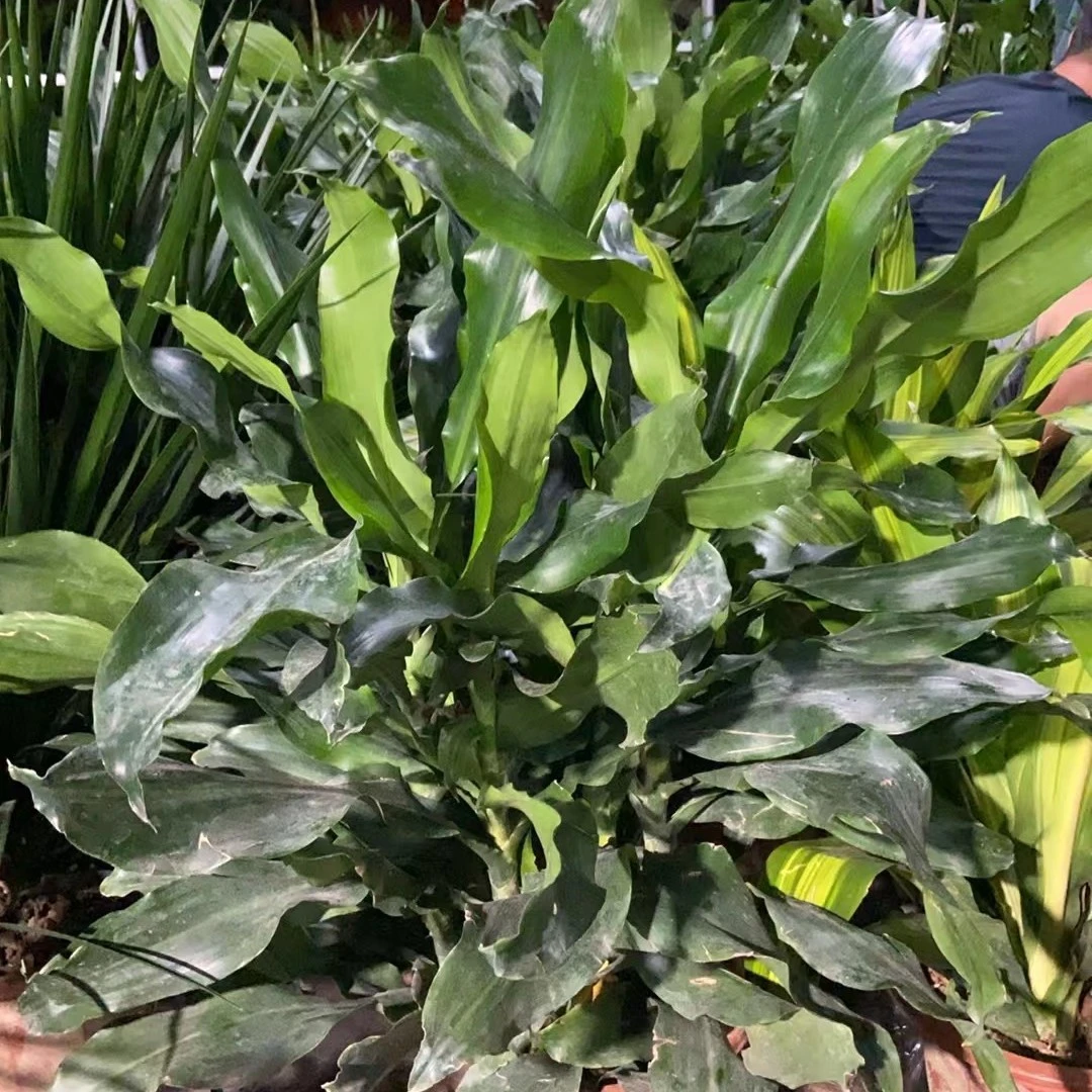 螺纹贴29的小土球发货