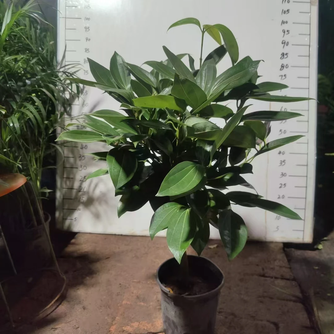 处理平安树，.不售后）39的