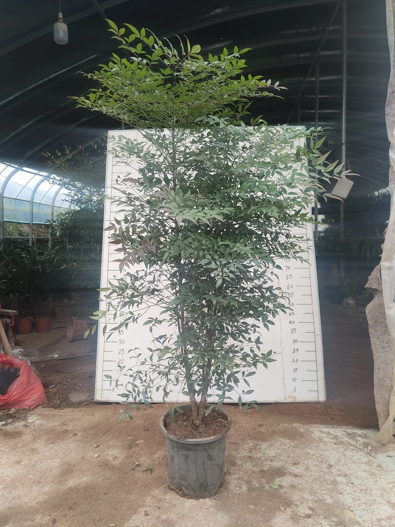 南天竹（土球发货）