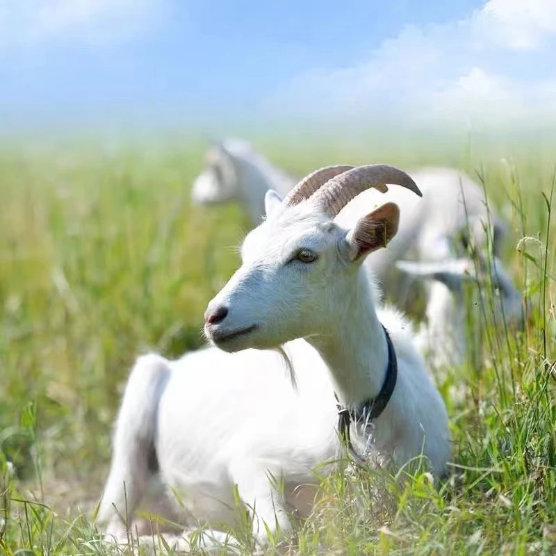 勿拍！勿拍！勿拍！苏北放养新鲜羊肉现场称重  分割不退谨慎下单