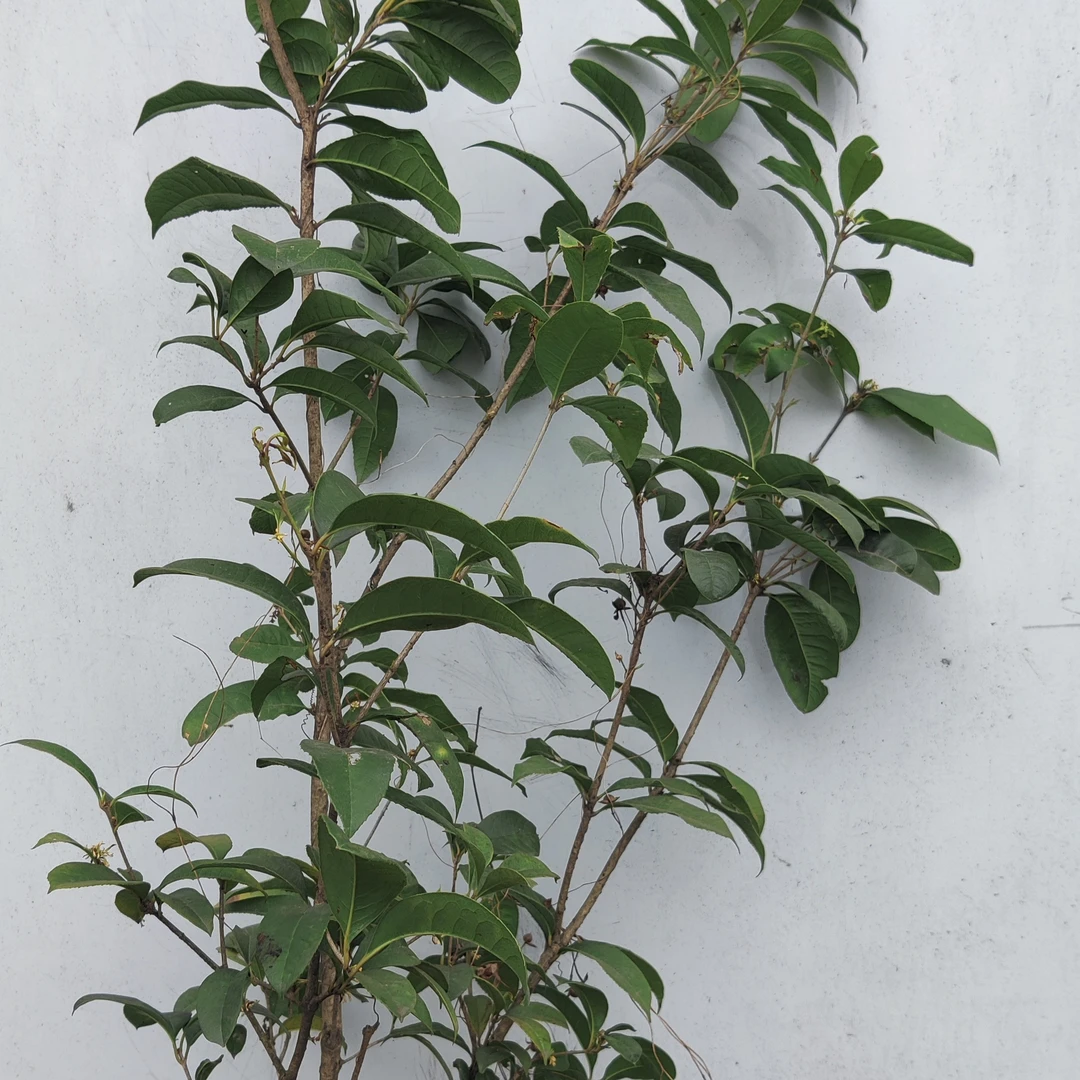 四季桂，苗龄8年高1.5米苗径2~3公分