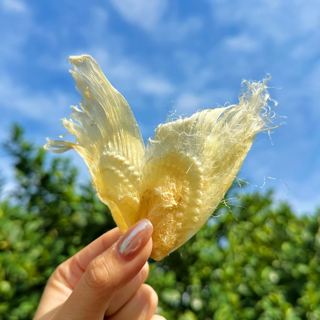 【悠淇】自晒滑沙凤尾边海鲜煲汤原料炖汤胶质百合干货