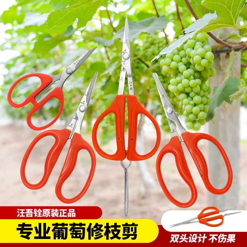 汪吾铨葡萄蔬果剪刀修果专用阳光玫瑰手工稀果剪翘头修花果蔬树剪