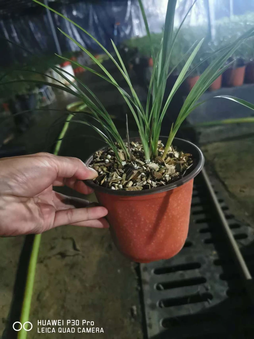 贵州遵义春兰一物一拍