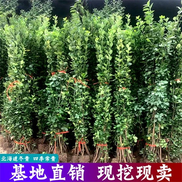 北海道树苗北海道园林绿化庭院篱笆北海道冬青四季常青耐寒耐旱