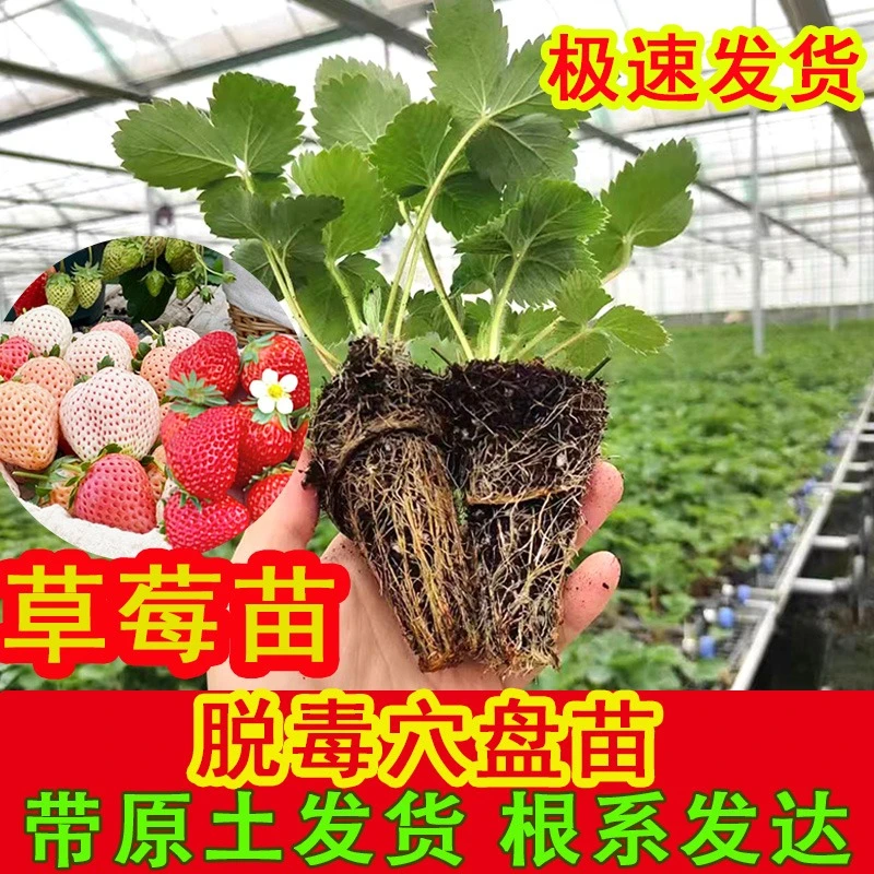 【草莓穴盘苗】四季盆栽食用奶油红颜白雪果苗南北阳台种植好养批