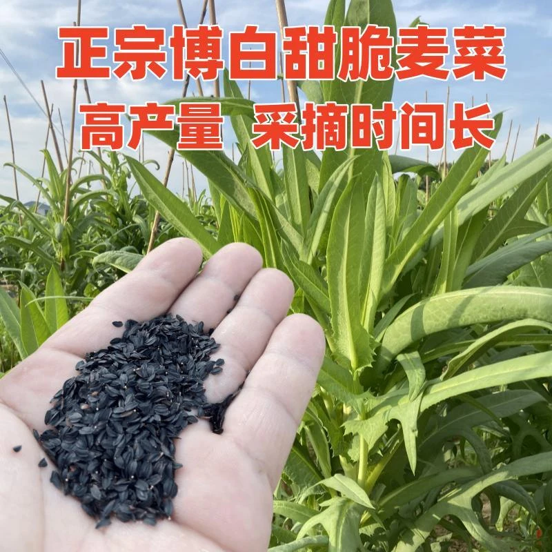 广西正宗博白甜麦菜种子白梗大颗软脆甜可口高产量甜唛高州甜唛菜