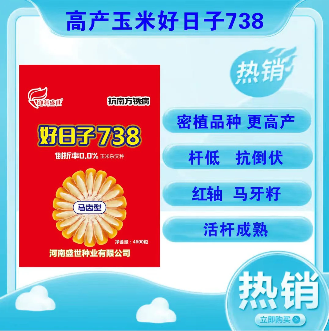 【好日子738】抗倒伏耐旱高产玉米 活杆成熟 抗南方锈病