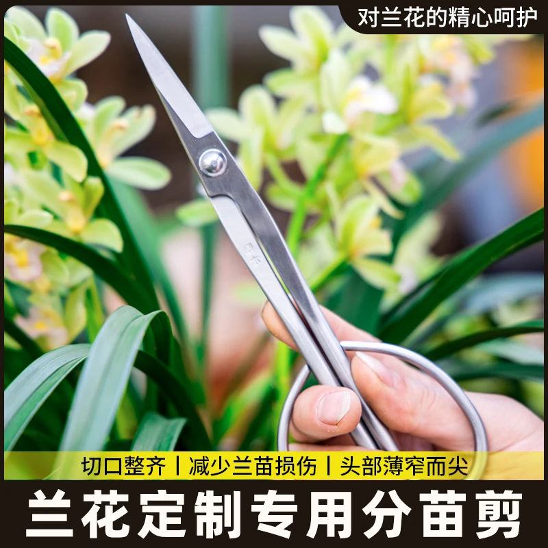 鼎木园艺球形家用剪插花分苗造型大号兰花剪长柄修枝剪叶芽剪