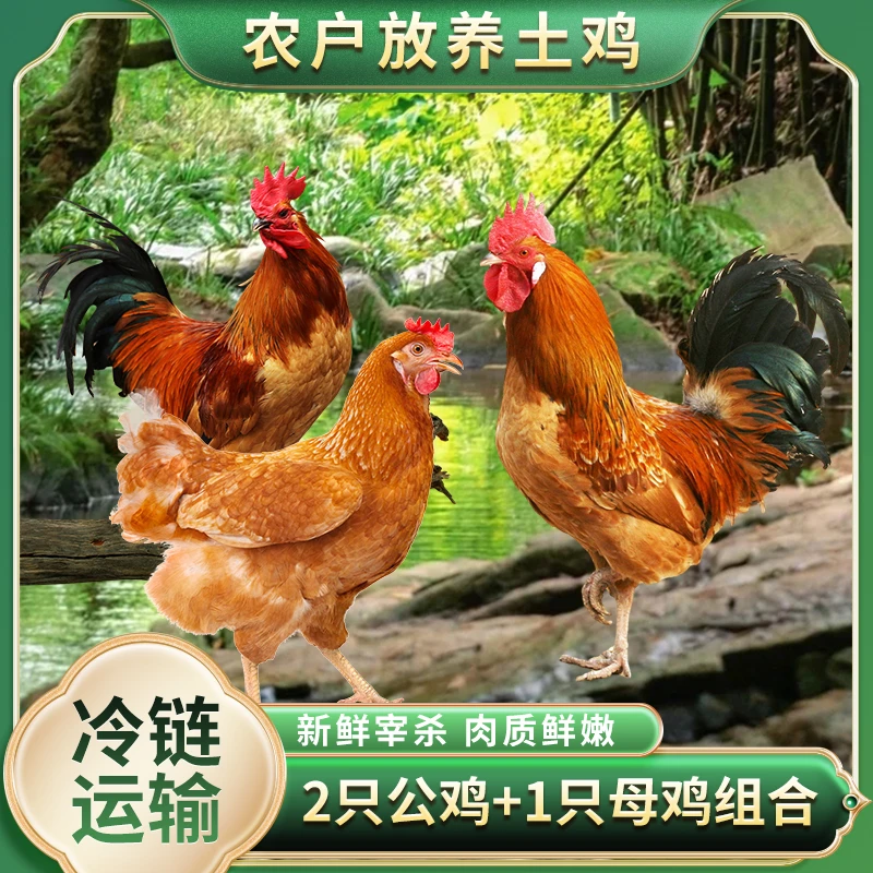 【圆圆家】两只3斤公鸡+一只2.7斤母鸡 组合带内脏 三只净重8.7斤