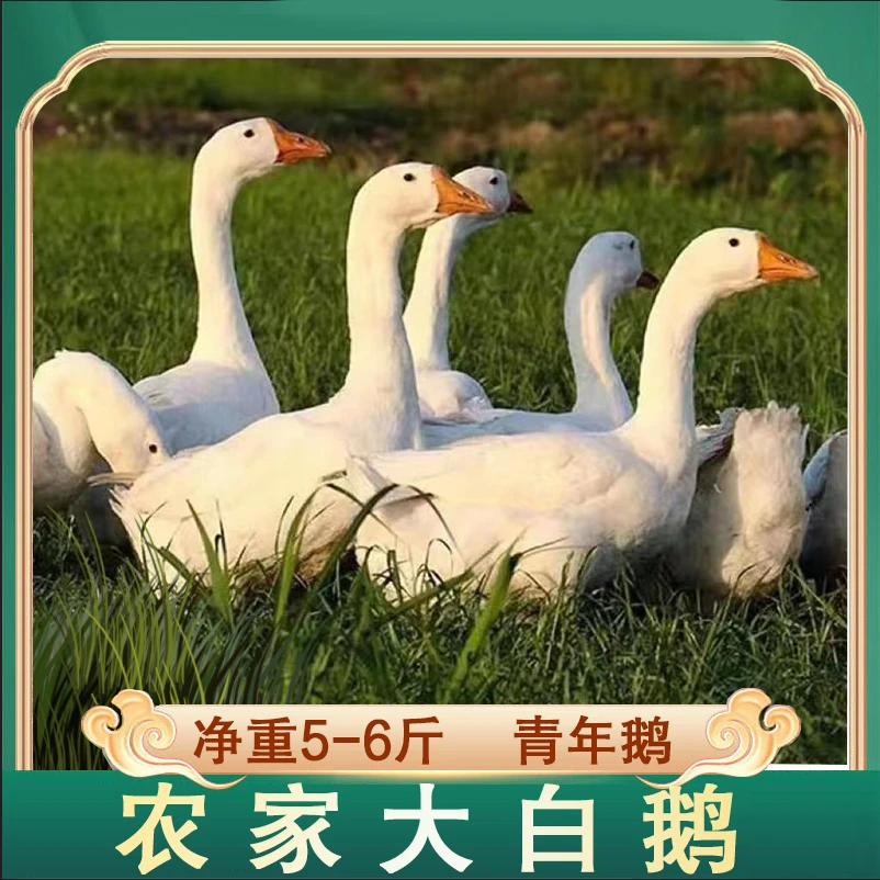 放养大白鹅 土鹅 仔鹅 一只净重5-6斤