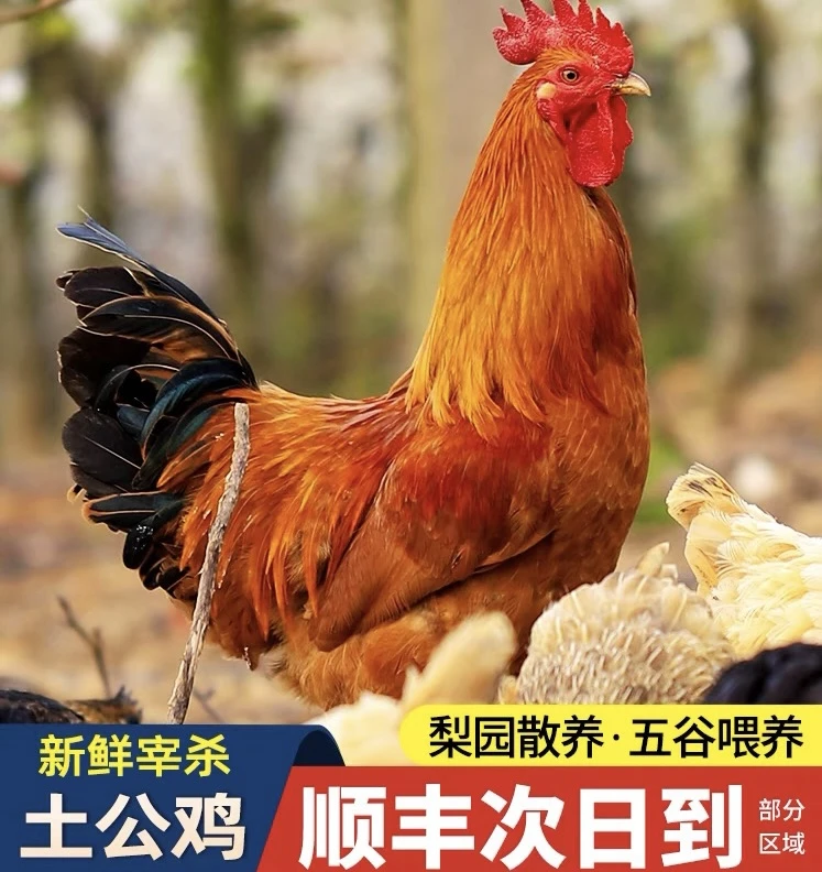 【土大亨】放养150天黄脚大公鸡 肉质鲜嫩 带内脏  3只净重9斤
