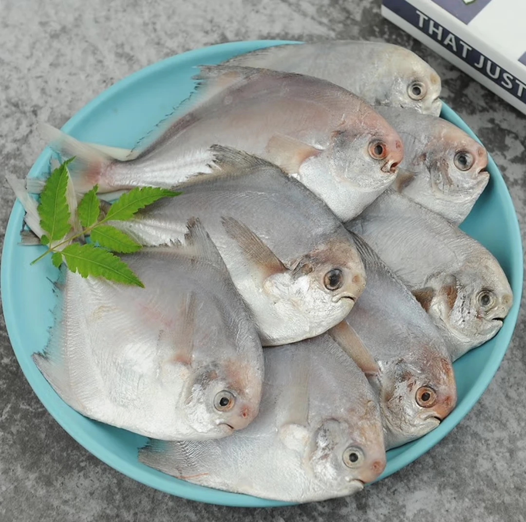 小鲳鱼白鲳鱼银鲳鱼平鱼