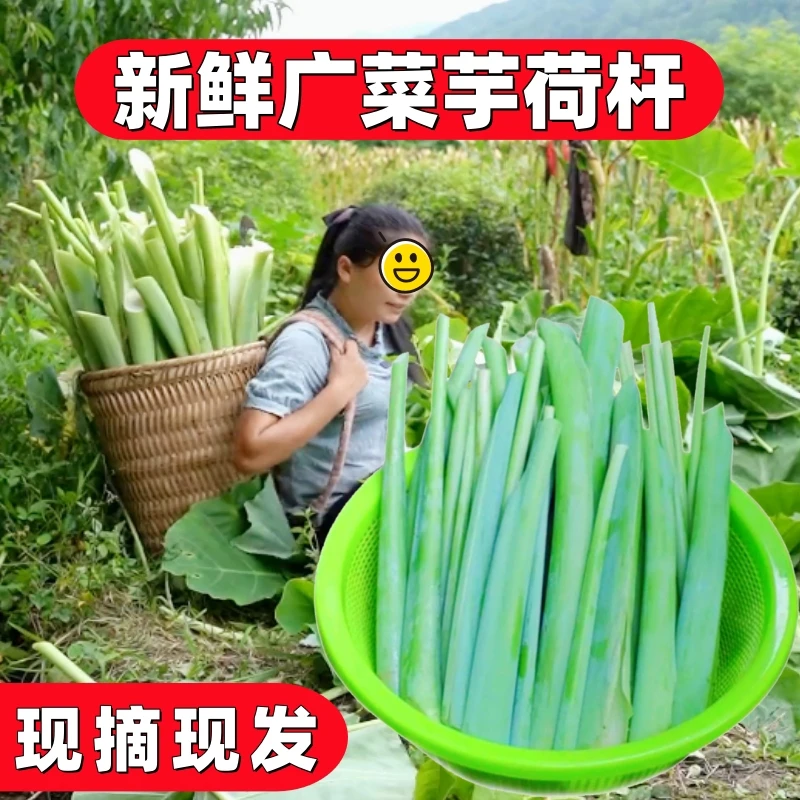 新鲜现割广菜芋荷梗白芋荷杆梅州特产蔬菜农家自种芋荷苗浸酸芋禾