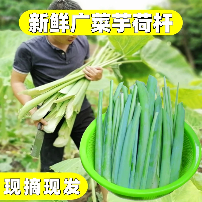 【2斤3斤】新鲜广菜芋荷杆现摘现发芋苗梗白芋荷茭白梅州特产农产品