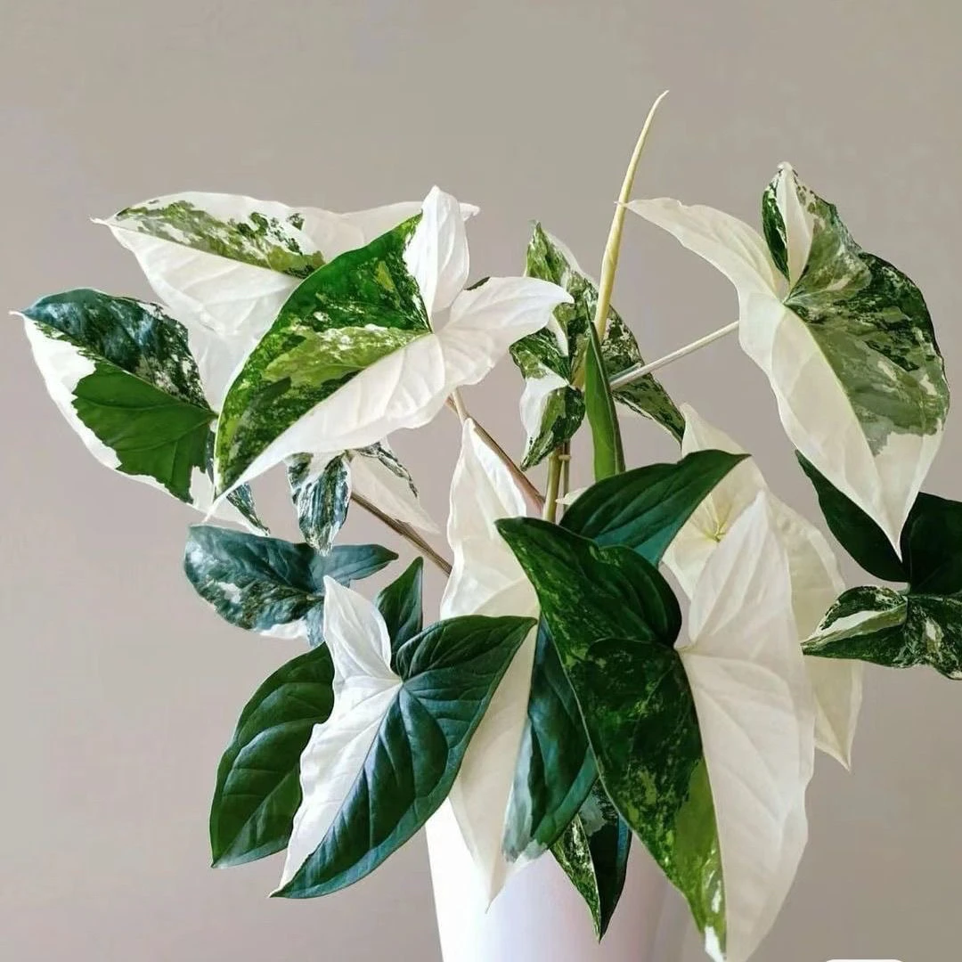 白锦合果芋 Syngonium albo variegata 室内绿植花卉盆栽锦叶植物