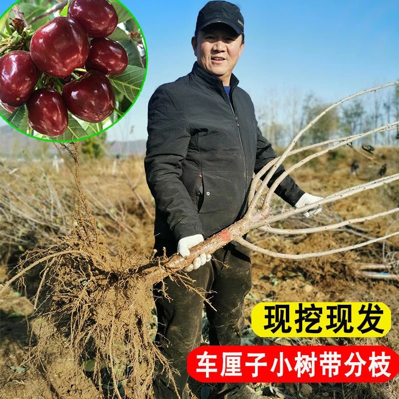 车厘子大樱桃树苗盆栽地栽南方北方种植庭院阳台抗寒耐热