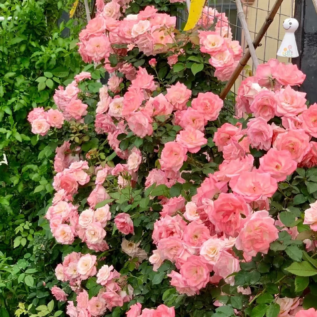 灌木樱霞 灌木月季耐寒浓香花卉大花蔷薇庭院植物