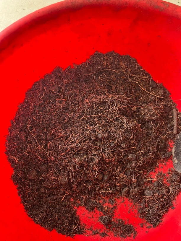 三合一 朱顶红 土 1.5 加仑 3 盆
